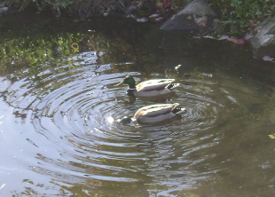 Mallards using restored creek